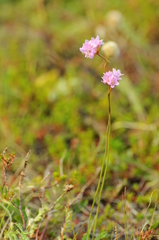 Armeria maritima sibirica
