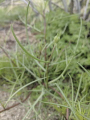 Chaenactis fremontii