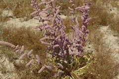 Psylliostachys spicatus