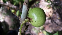 Deinbollia pervillei
