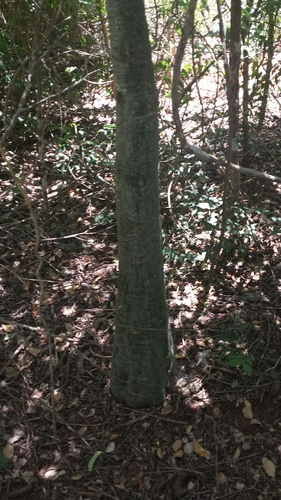 Adenia firingalavensis