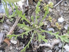 Lepidium lasiocarpum
