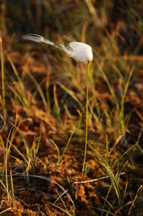 Eriophorum × medium