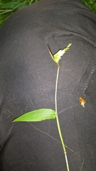 Thuarea perrieri