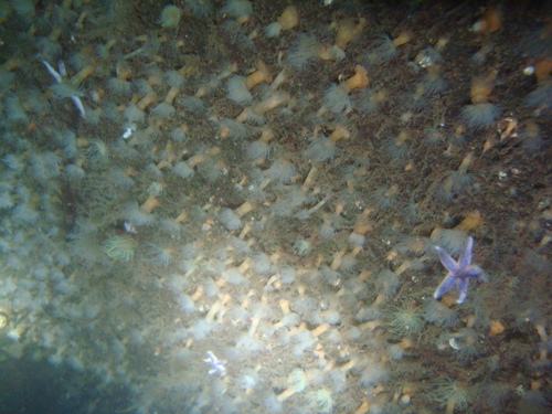 Diadumene cincta
