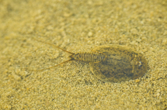 Lepidurus arcticus