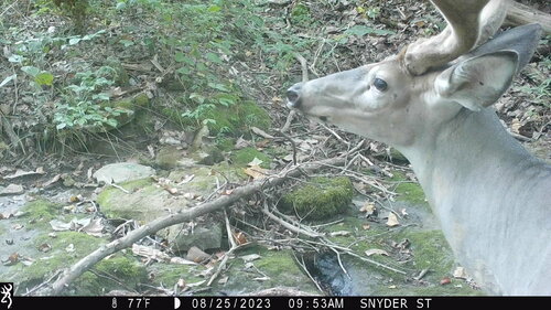 White-tailed Deer photographed in Kentucky
