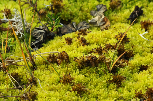 Sphagnum aongstroemii, 2010-08-17