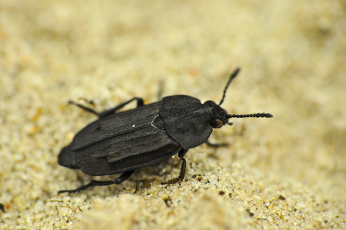 Cold-shore Carrion Beetle