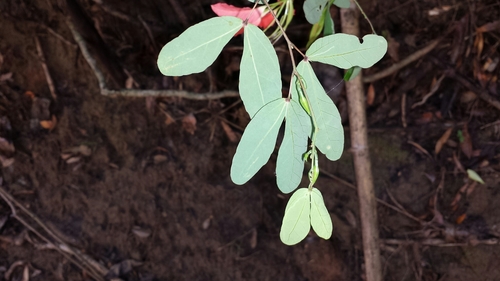 Bauhinia madagascariensis, photograph 5