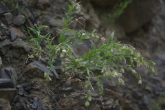 Polygala sosnowskyi