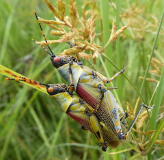 Zonocerus elegans