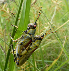 Zonocerus elegans