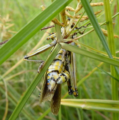 Zonocerus elegans