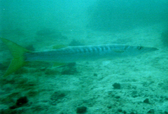 Sphyraena flavicauda