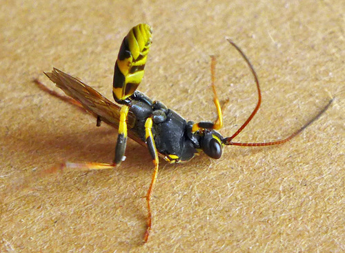 Toothed Tiger Ichneumon