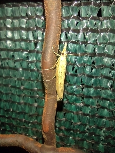 trávovec kostravový (Pediasia contaminella)