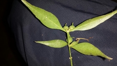 Buxus moratii