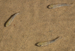 Cyprinodon salinus salinus