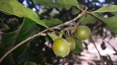 Diospyros greveana