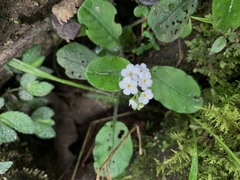 Trigonotis formosana