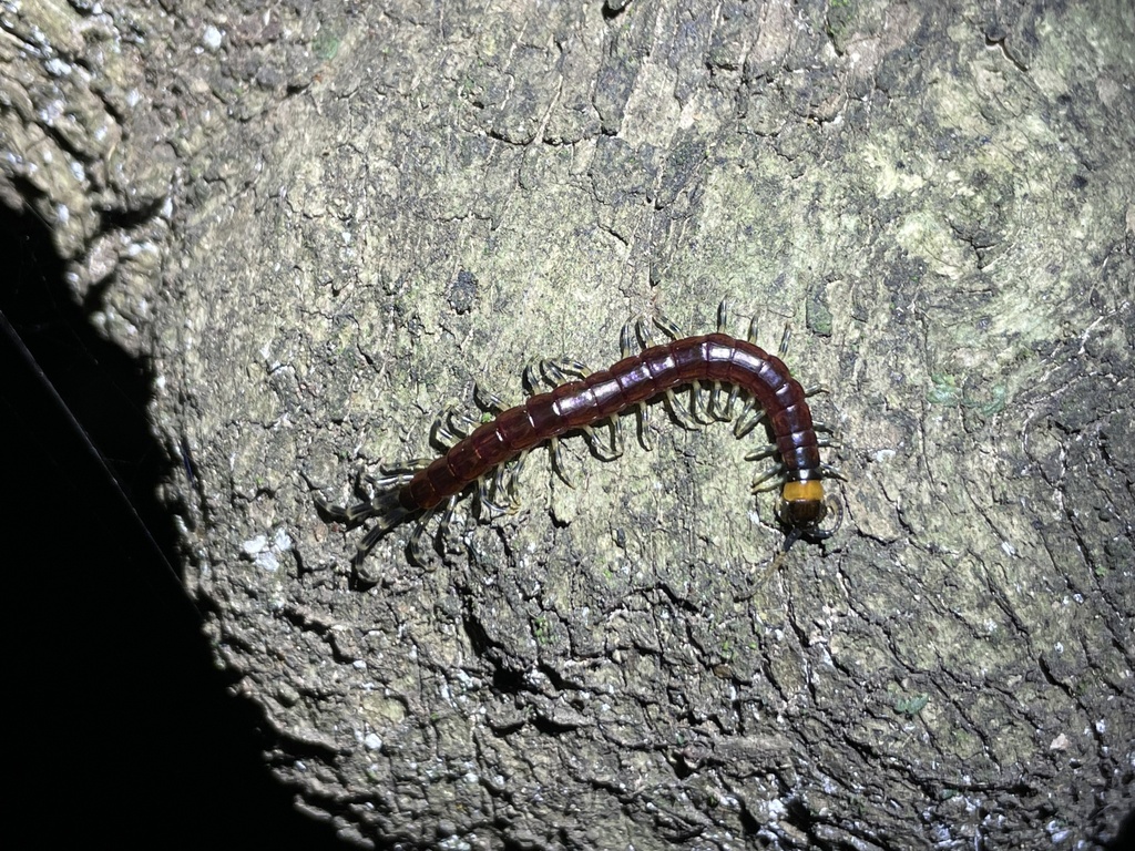 Digitipes