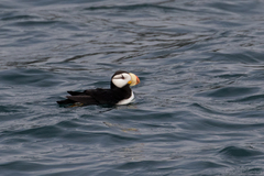 Fratercula corniculata