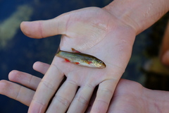 Pseudobarbus burchelli