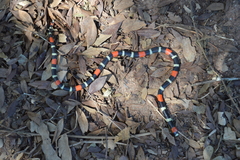 Micrurus lemniscatus