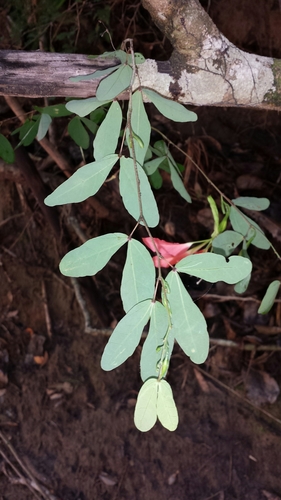 Bauhinia madagascariensis, photograph 6