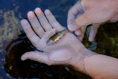 Pseudobarbus burchelli