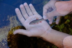 Pseudobarbus burchelli