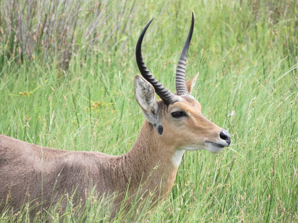 Common Reedbuck from Western Shores, iSimangaliso WP on January 14 ...