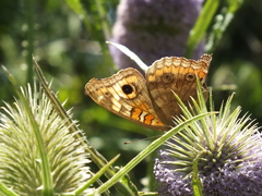 Junonia genoveva hilaris