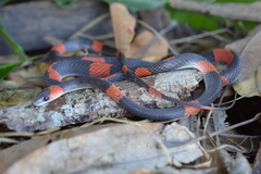 Oxyrhopus petolarius