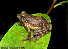Pseudophilautus sarasinorum