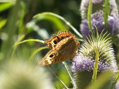 Junonia genoveva hilaris
