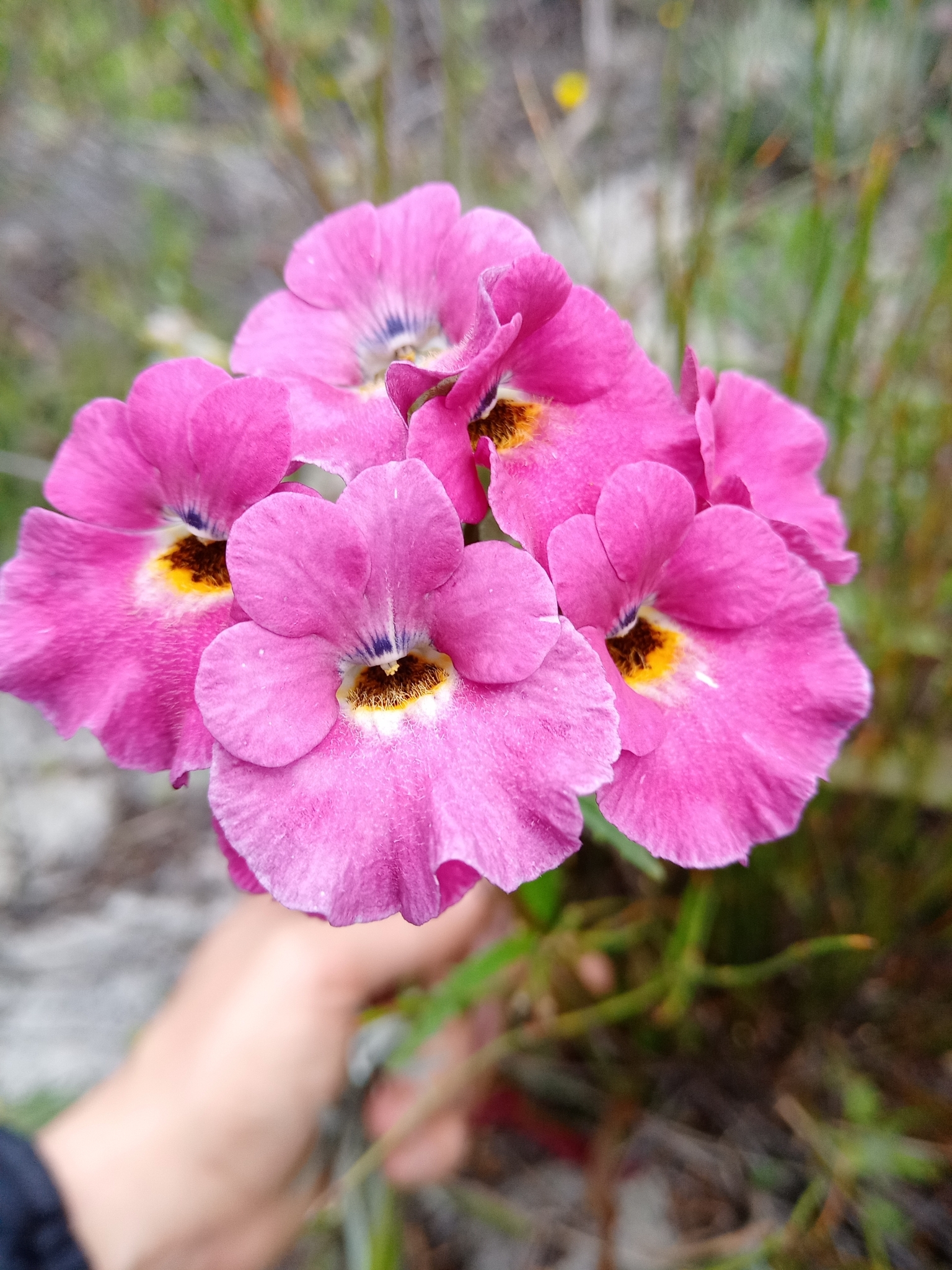 Imagem de Nemesia