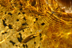 Pseudobarbus burchelli