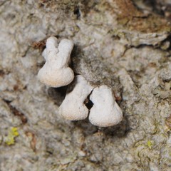 Porodisculus pendulus