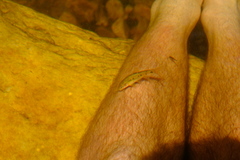Pseudobarbus burchelli
