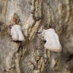 Porodisculus pendulus