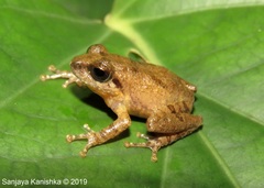Pseudophilautus popularis