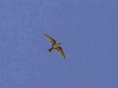 Ptyonoprogne
