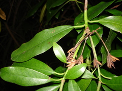 Rhododendron ponticum