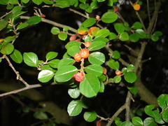 Cotoneaster hjelmqvistii