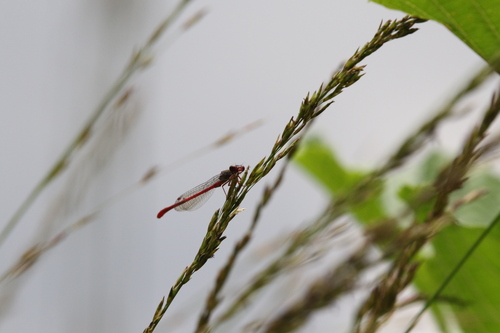 Small Red Damselfly, Alteveer Gem Noordenveld, Netherlands, photo 8 of 10