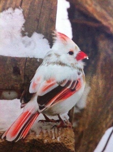 Northern Cardinal photographed in Virginia