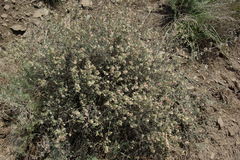 Atraphaxis daghestanica