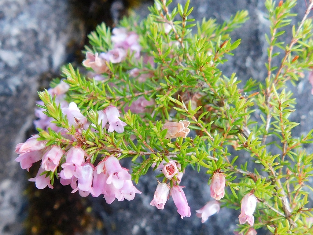 Milkflower Heath